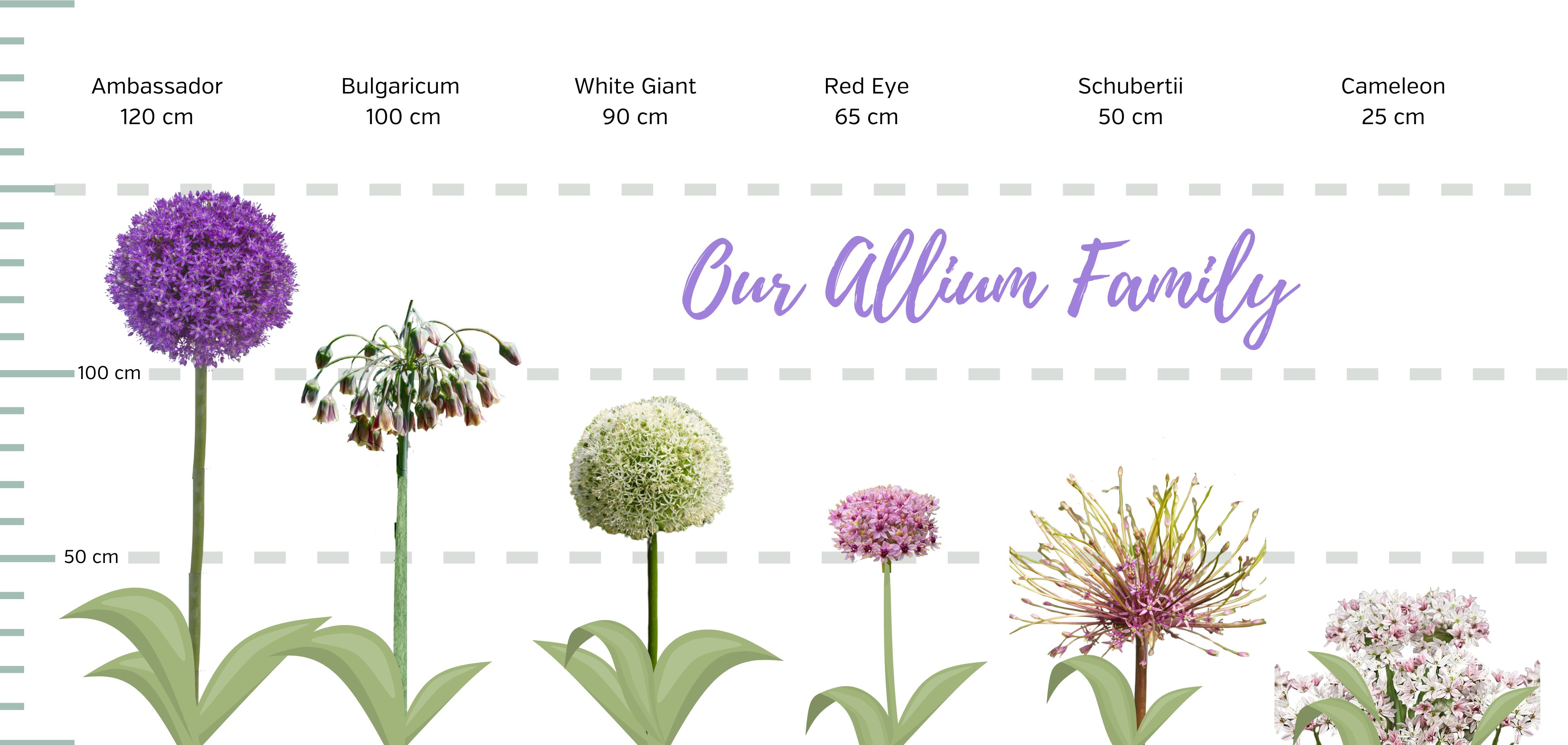 Allium