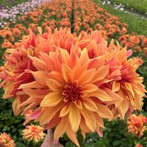 Dahlia French Cancan