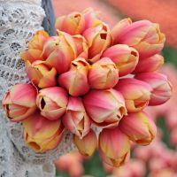 roze tulp Marit