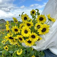 Helianthus Soluna Lemon