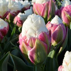 Tulp Ice Cream