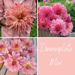 Dinnerplate Mix