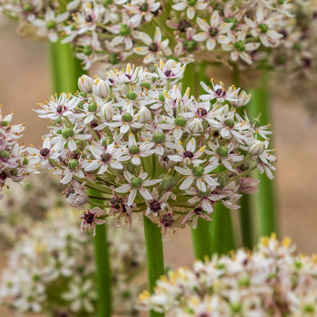 allium bollen