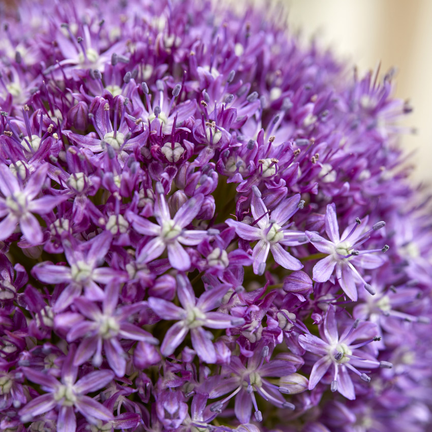 allium 