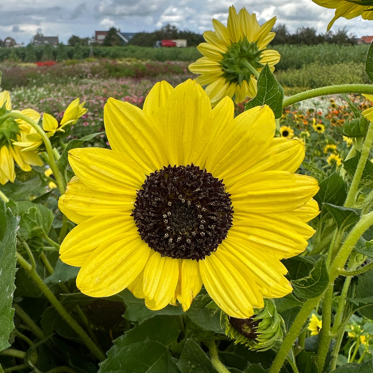 zonnebloemzaden