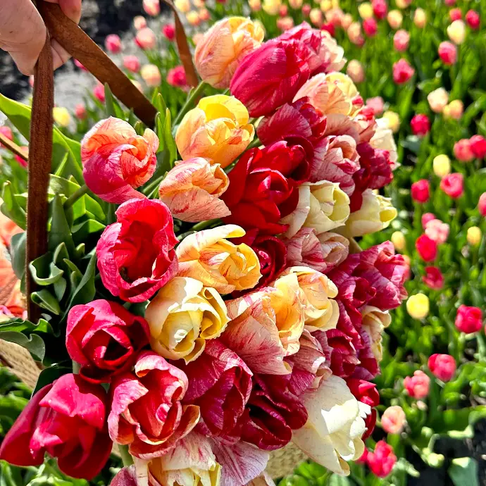 Kanok tulp