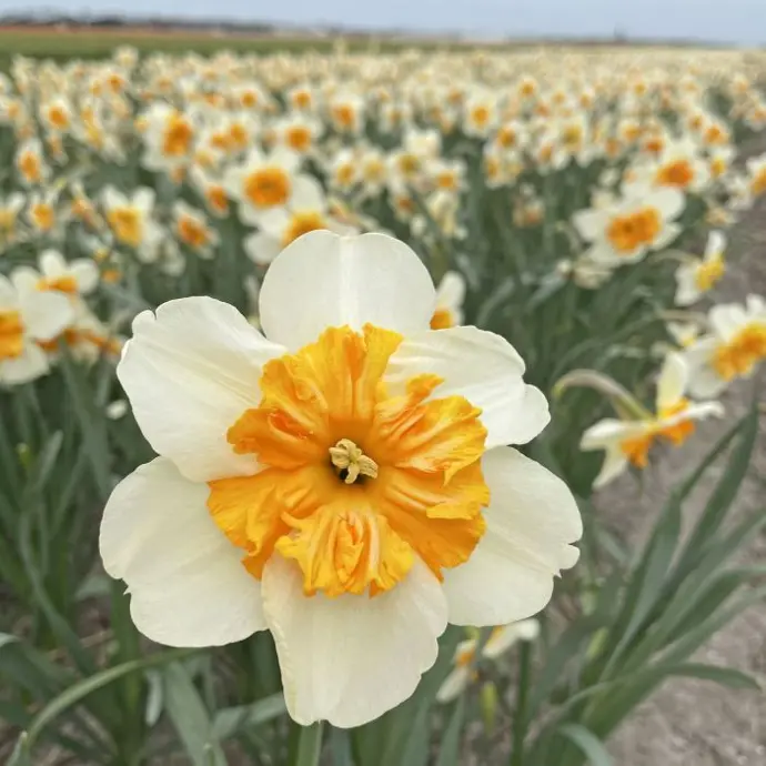 Narcis Parisienne