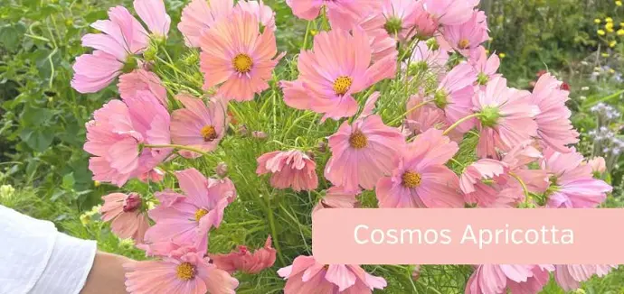 Cosmos Apricotta