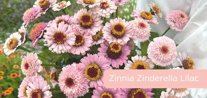 Zinnia Zinderella Lilac