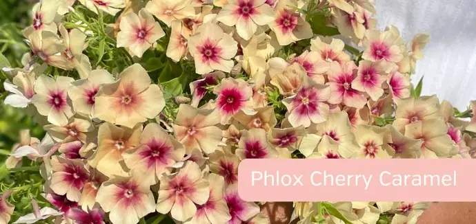 Phlox Cherry Caramel