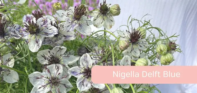 Nigella