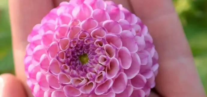 Pompon dahlia