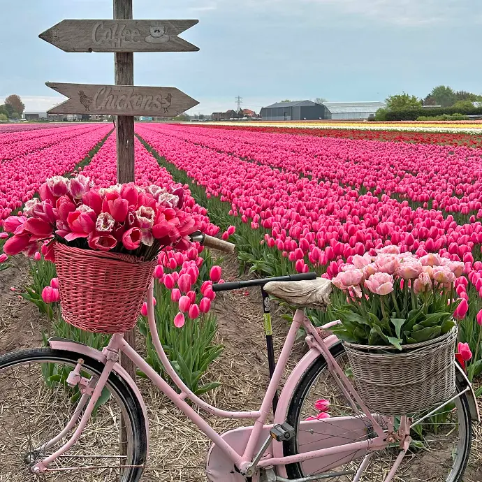 tulpen fiets