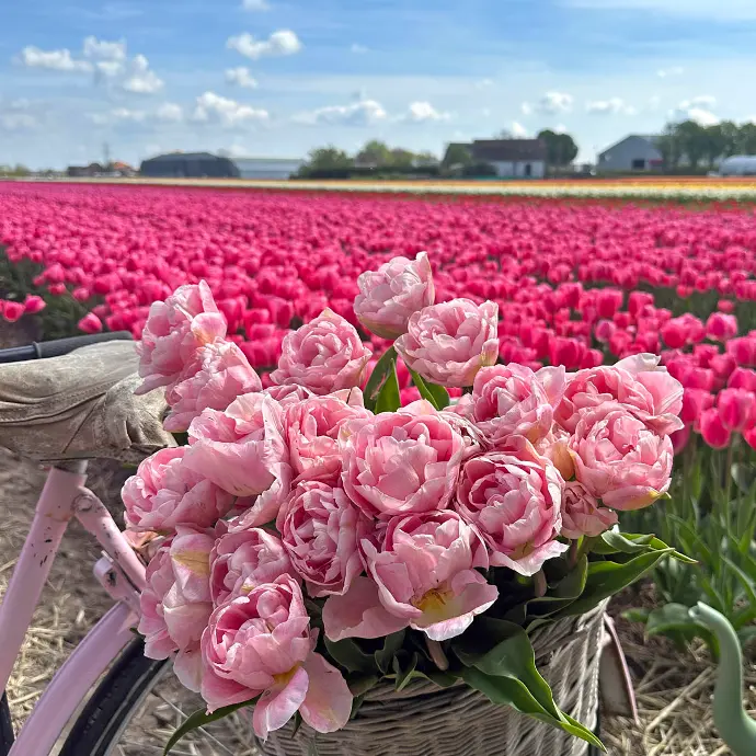 fiets met tulpen