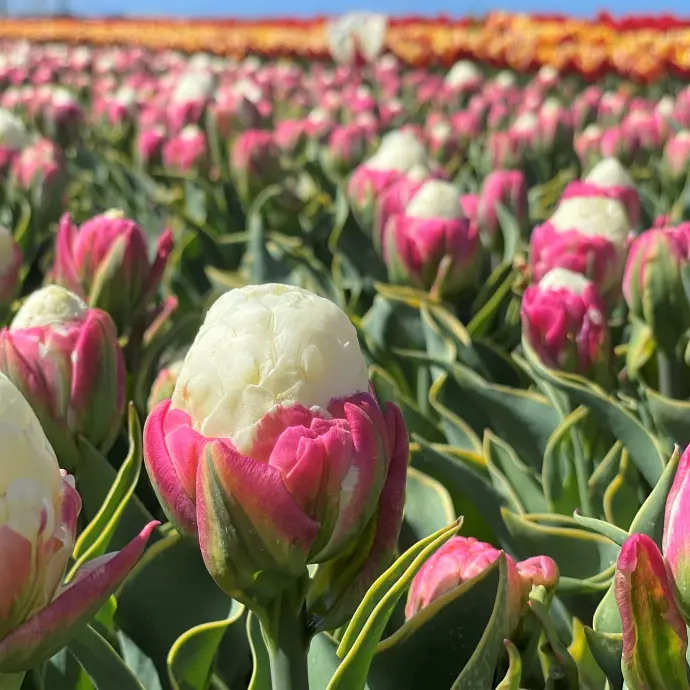 Ice Cream tulpen