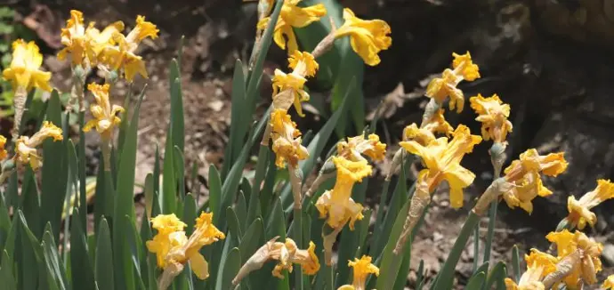 uitgebloeide narcissen