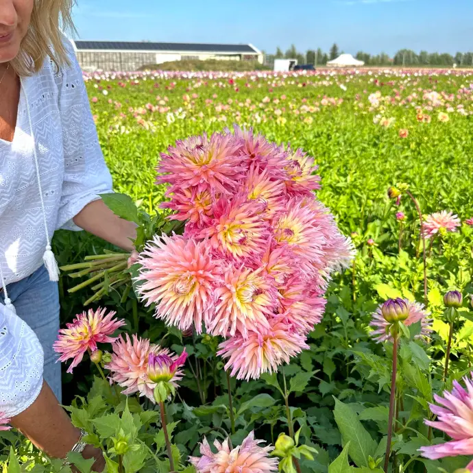 dahlia's plukken uit eigen tuin