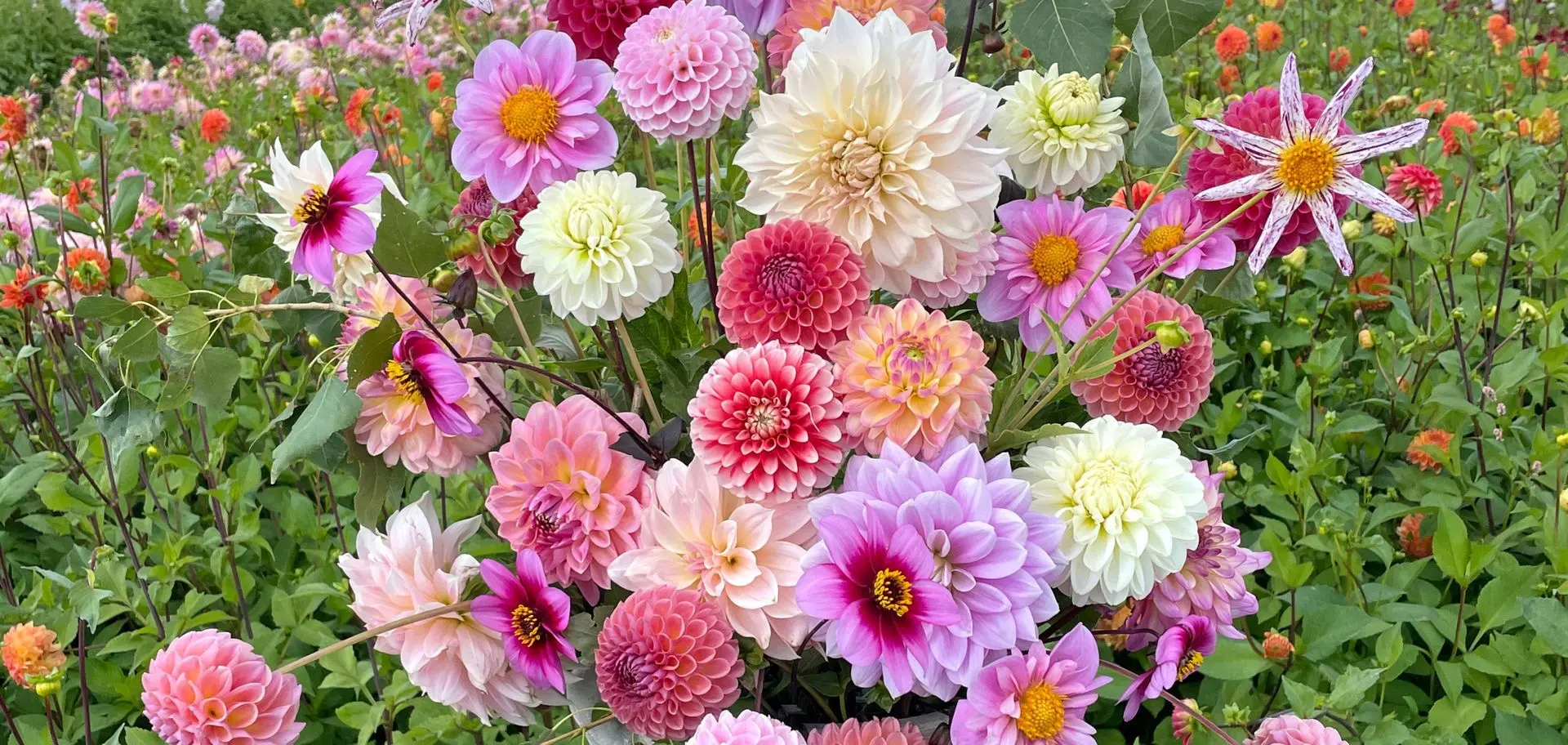 roze dahlia's boeket