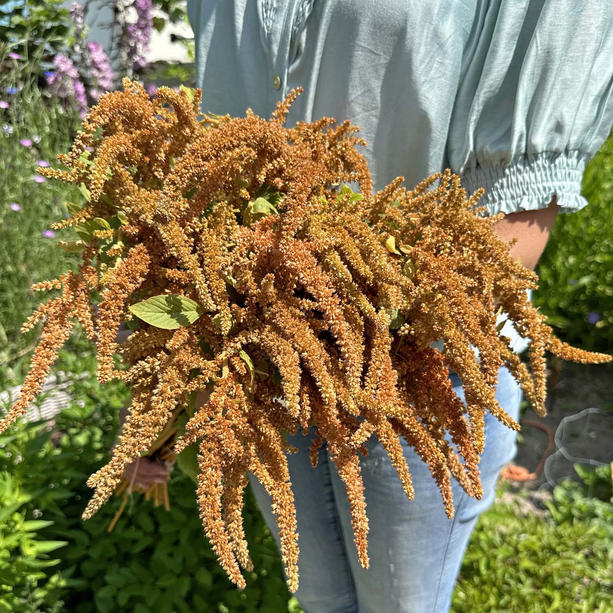 Amaranthus hot biscuit