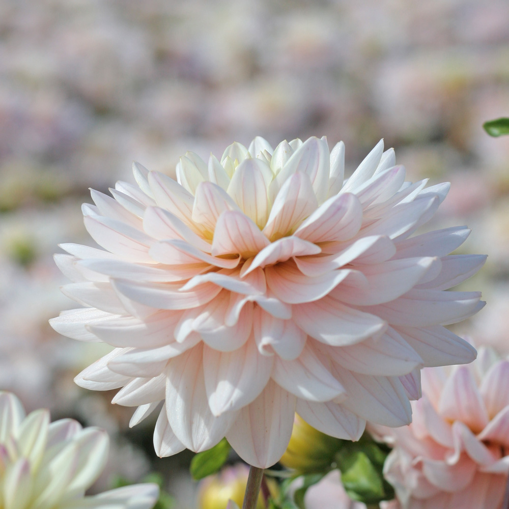 pot dahlia