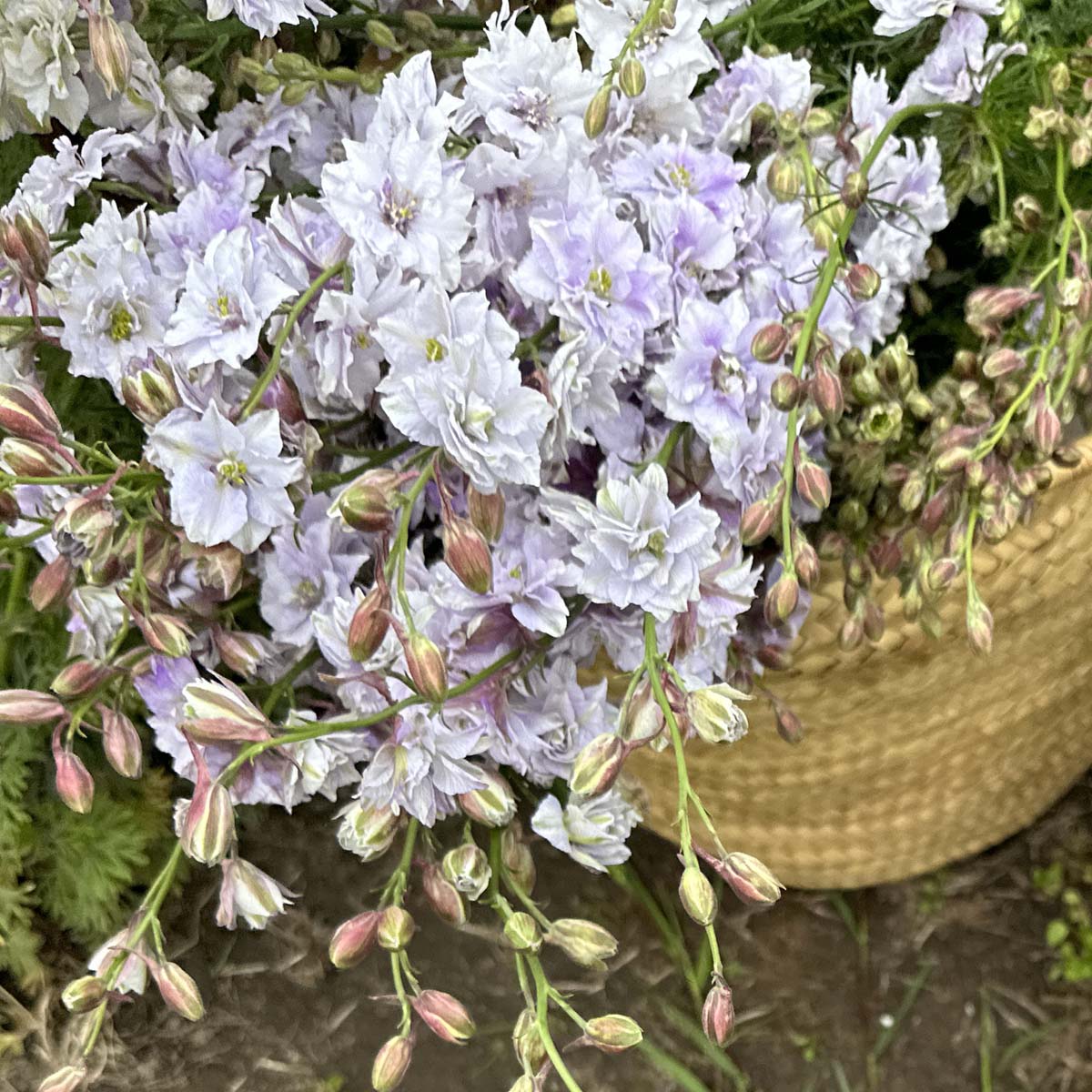 Delphinium Smokey ridderspoor