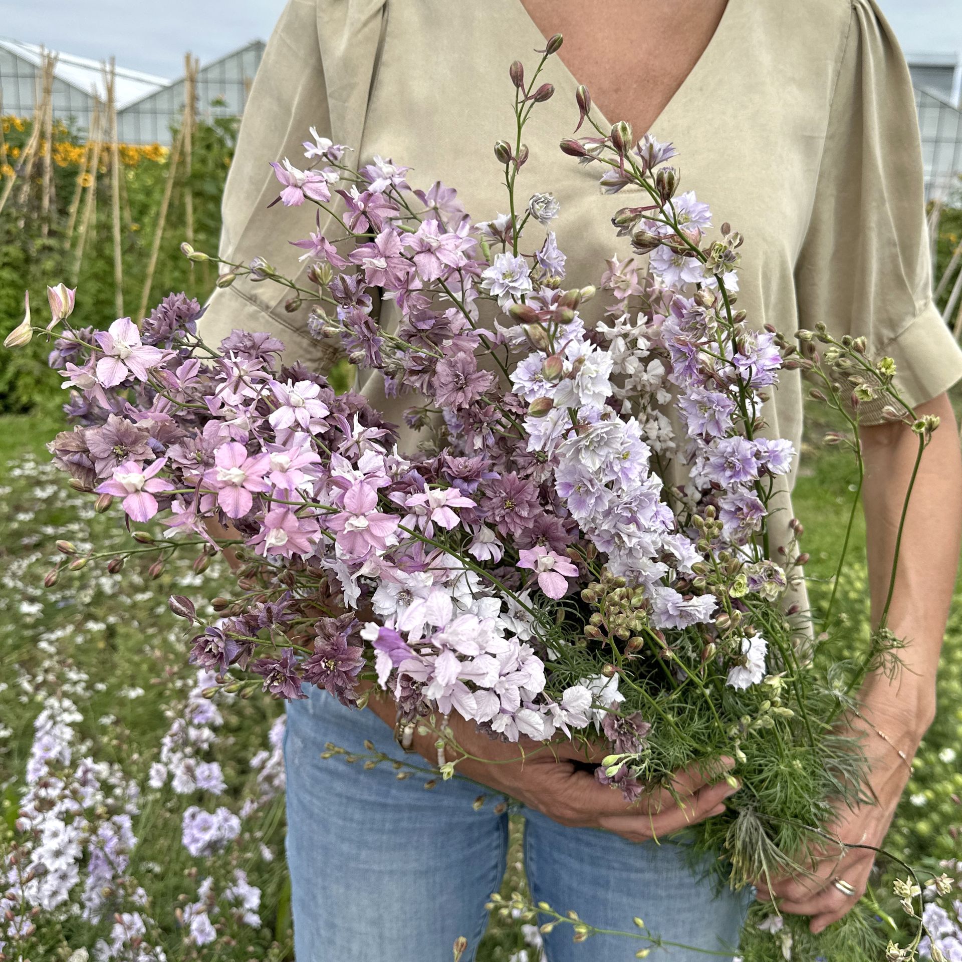 delphinium ridderspoor