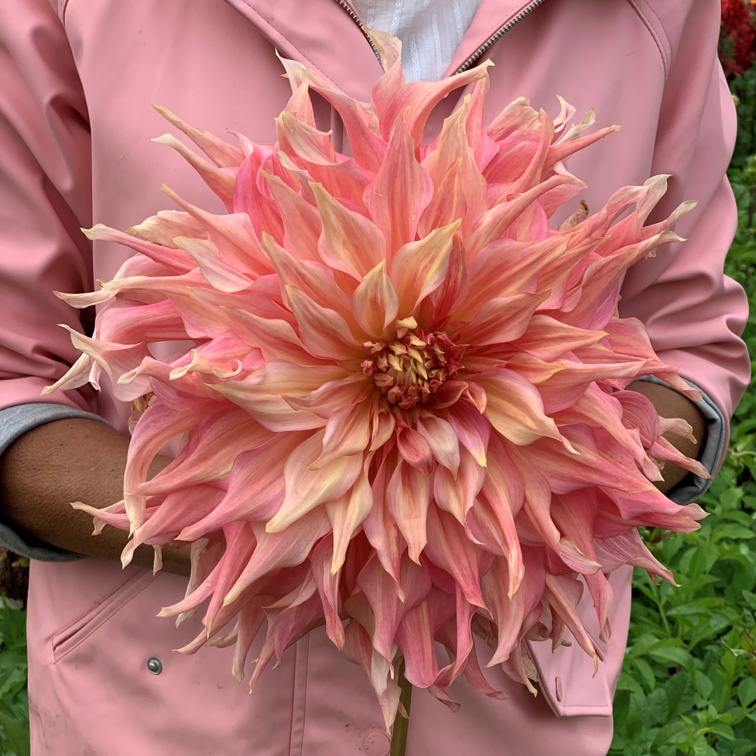 Dinnerplate dahlia Penhill Watermelon