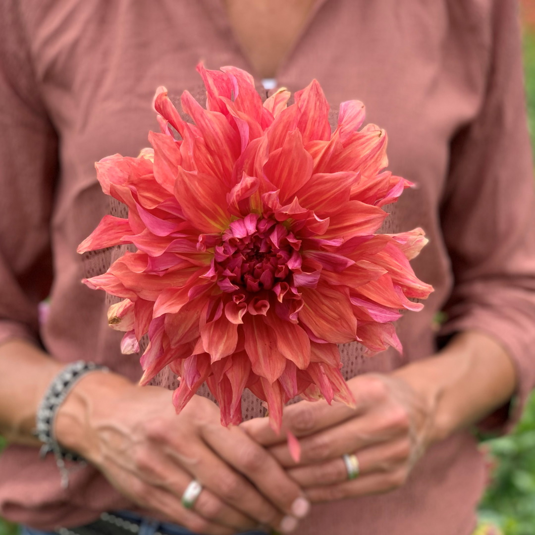 dinnerplate dahlia Belle of Barmera