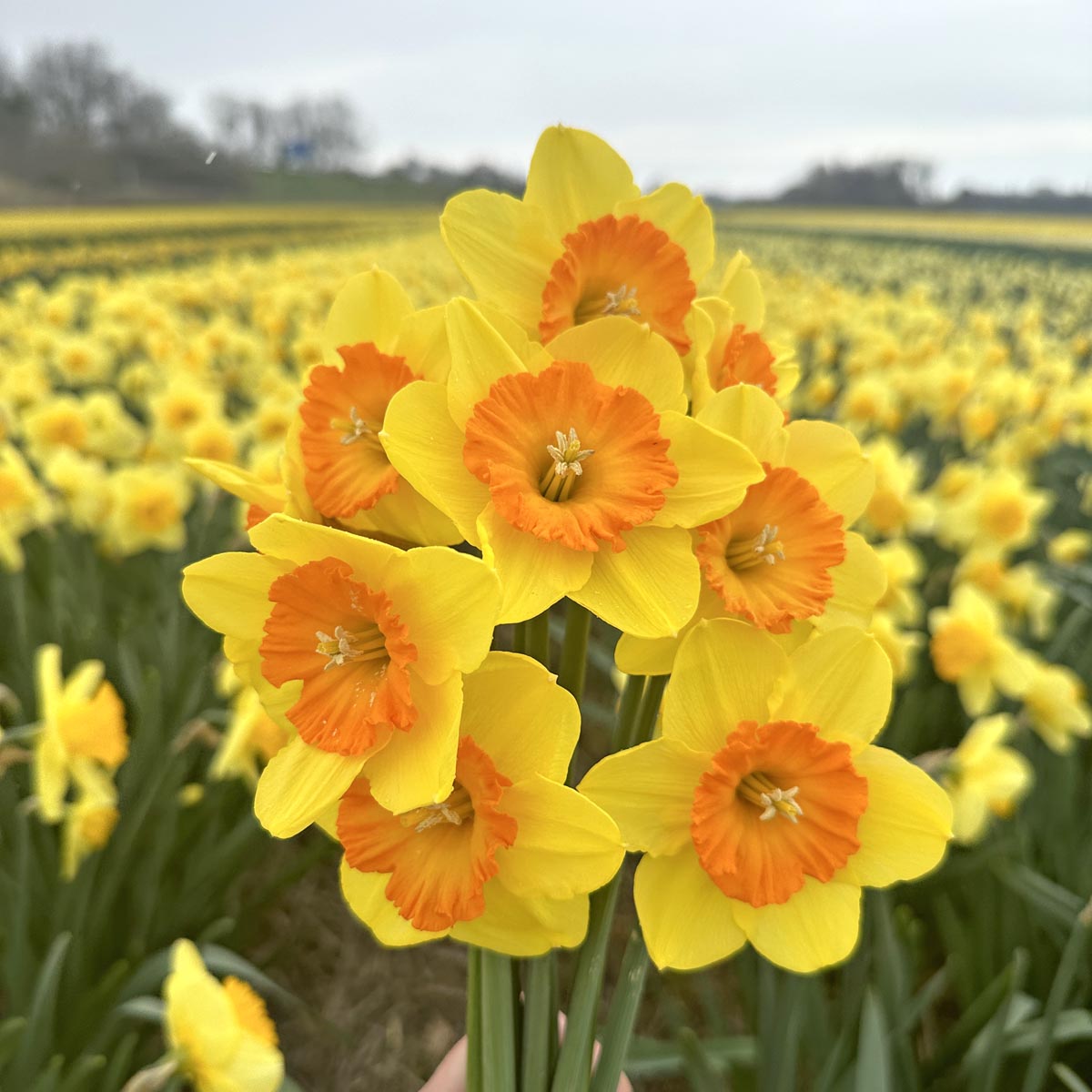 voorjaarsbloeier narcis