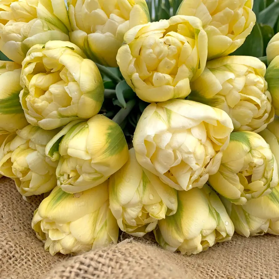 Gele tulp Yukon