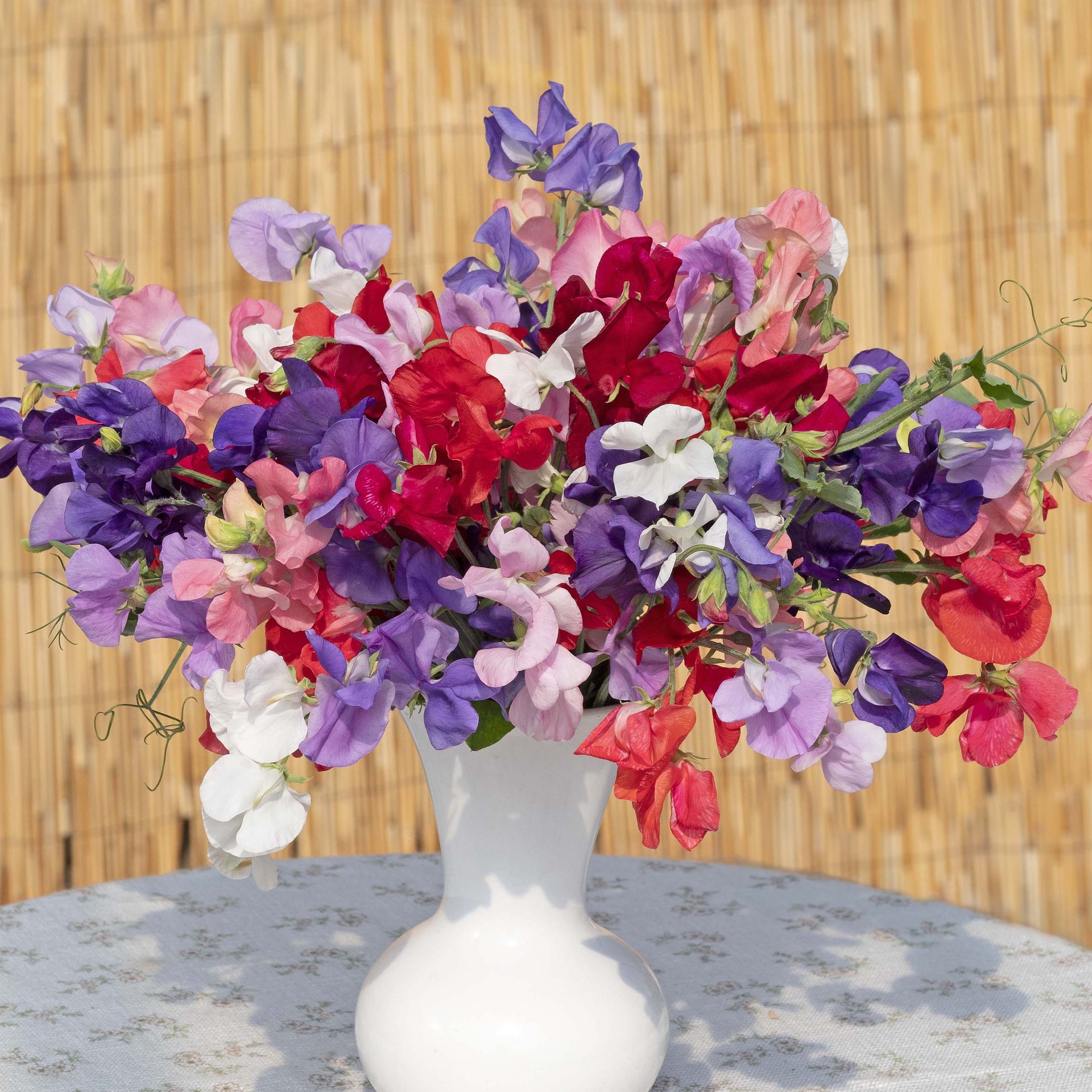 Lathyrus siererwt mix