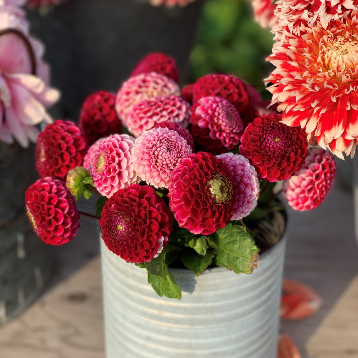 pompon dahlia