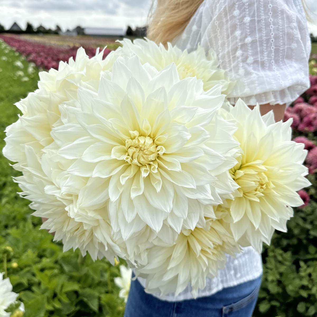 witte dahlia Fleurel