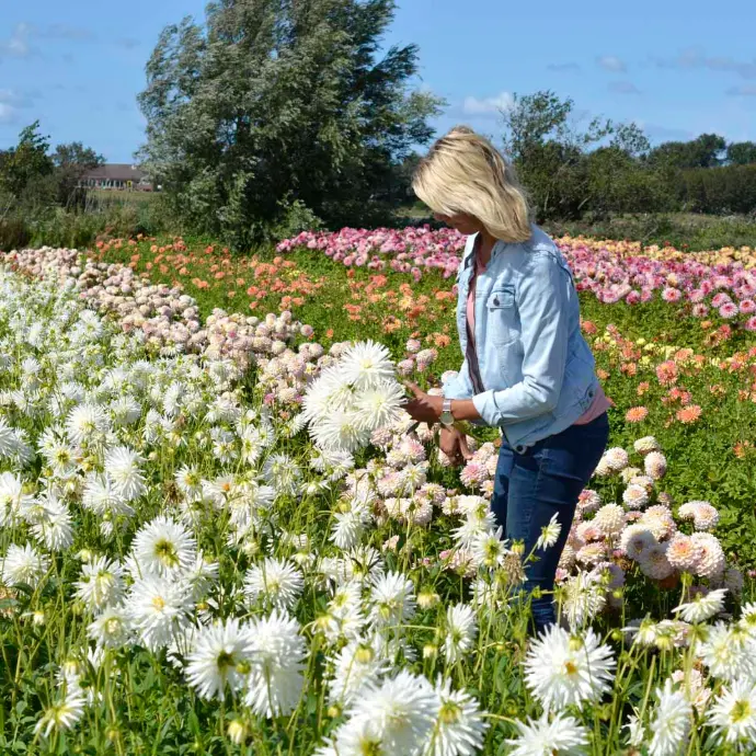 witte dahlia my love