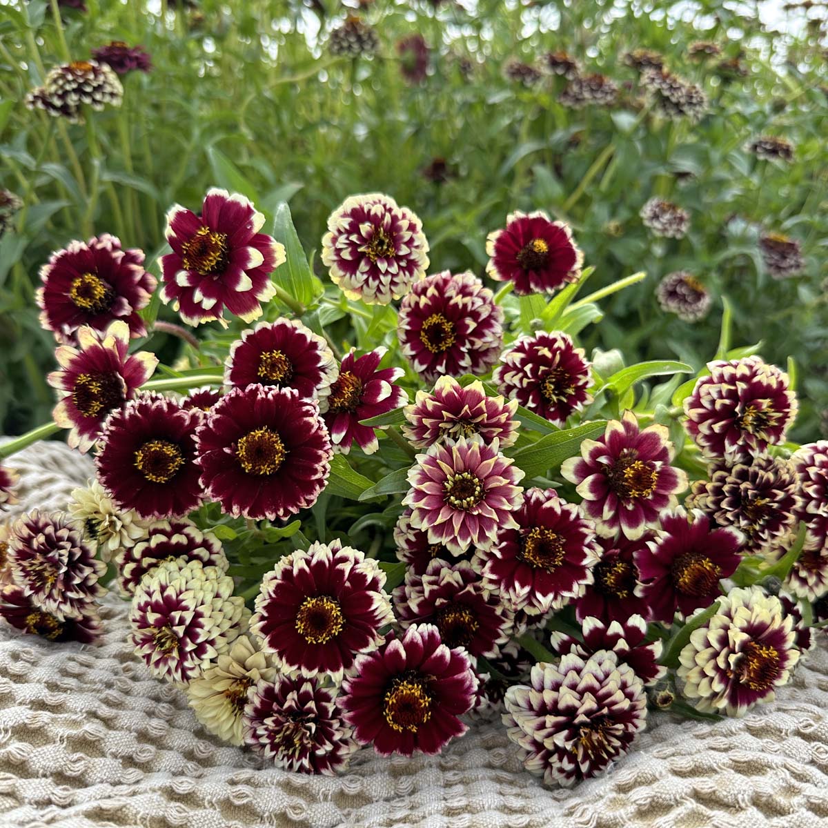 zinnia Jazzy Red