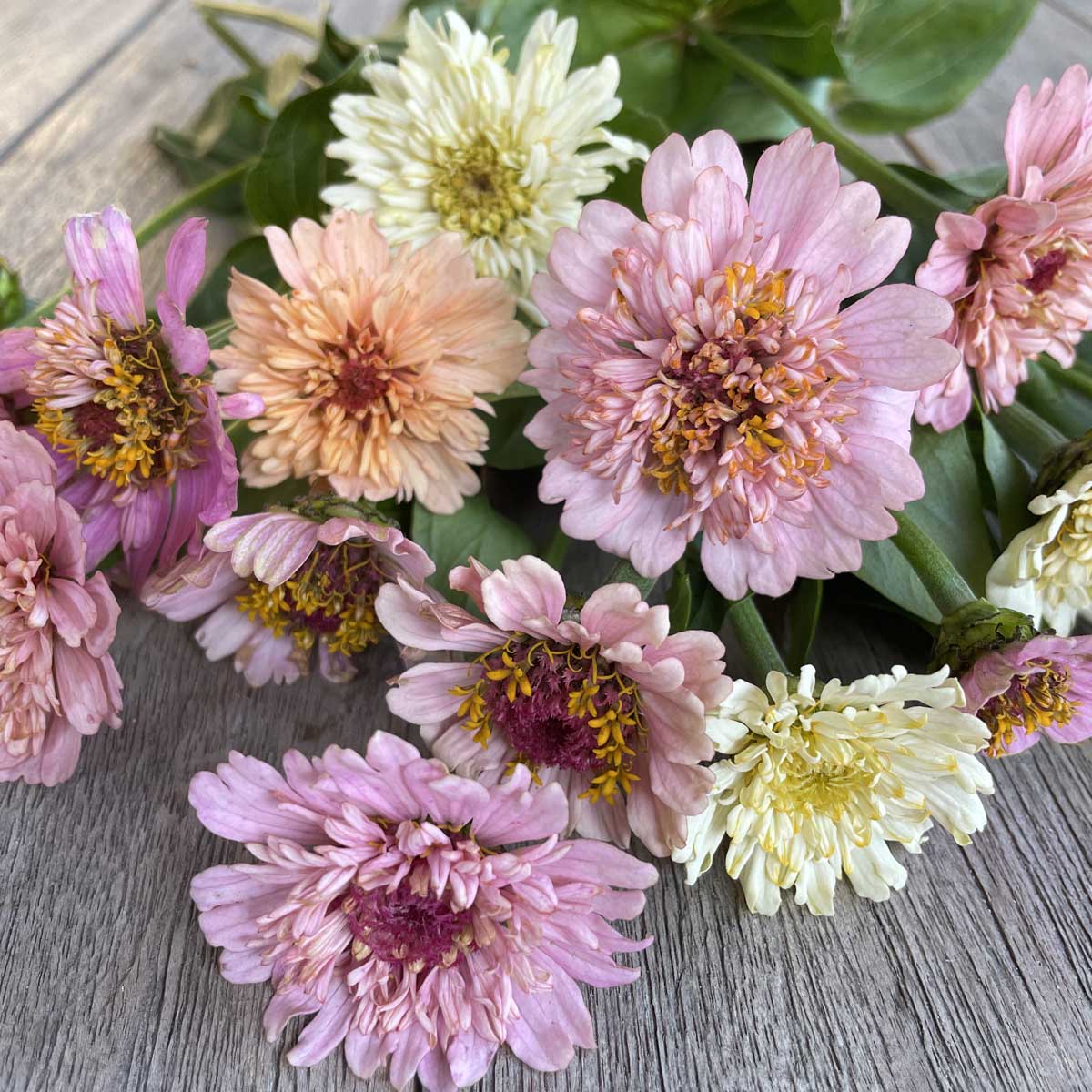 zinnia peaches n cream