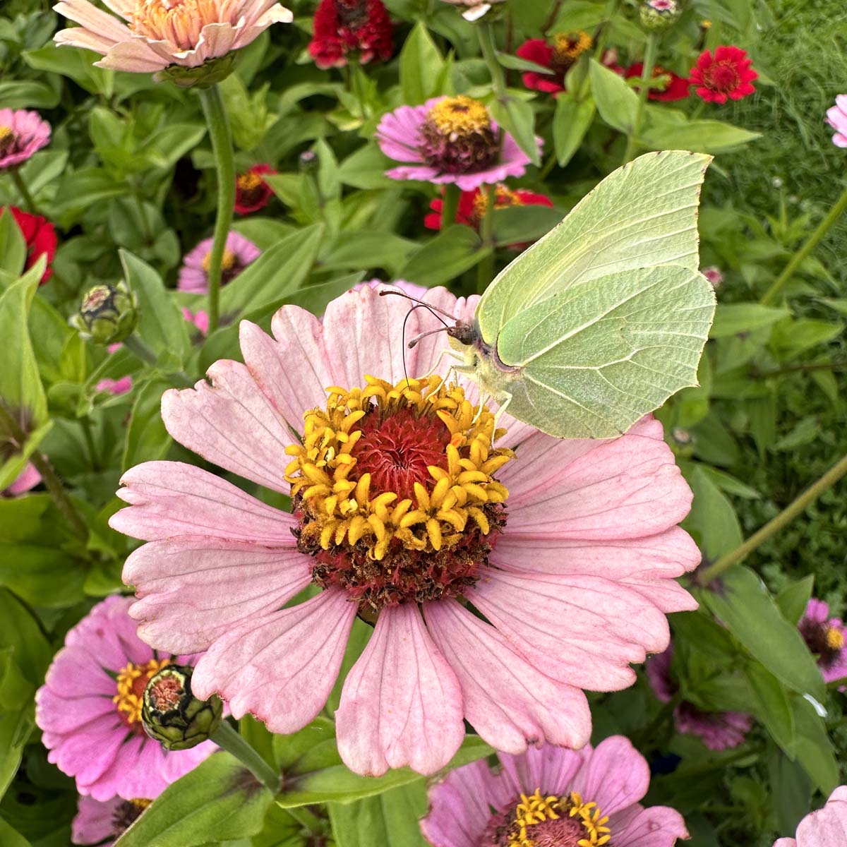 zinnia met vlinder