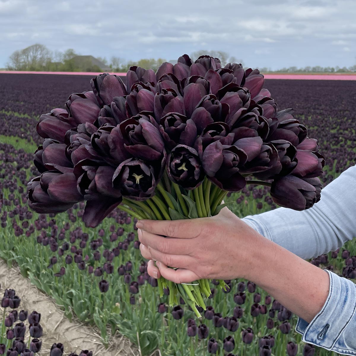 zwarte tulpen Paul Schrerer