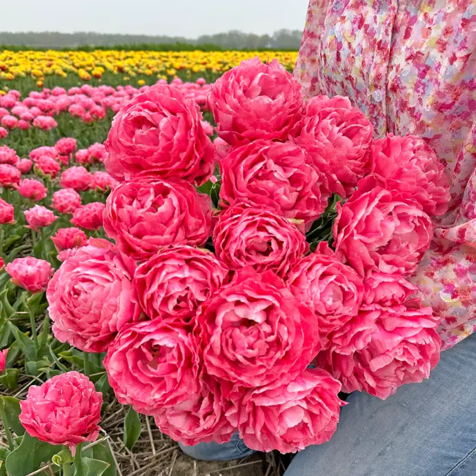 voorjaarsbloeier tulp