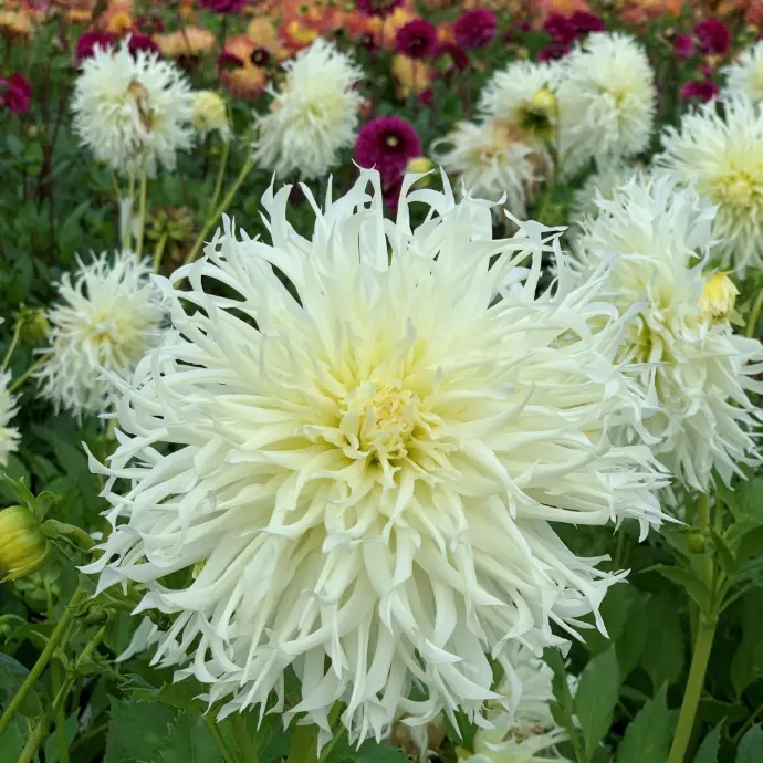 bijzondere dahlias