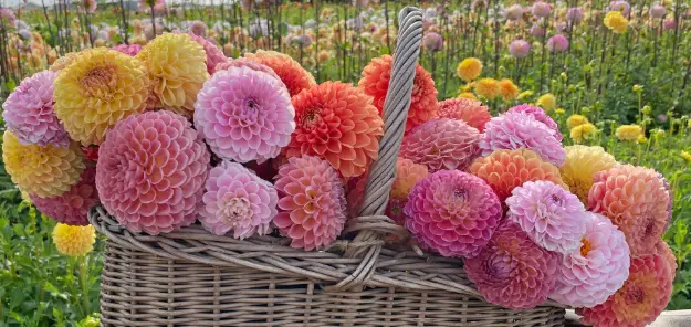 ball dahlia's