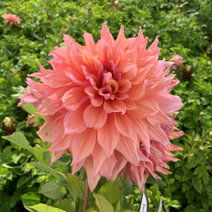 oranje dahlia