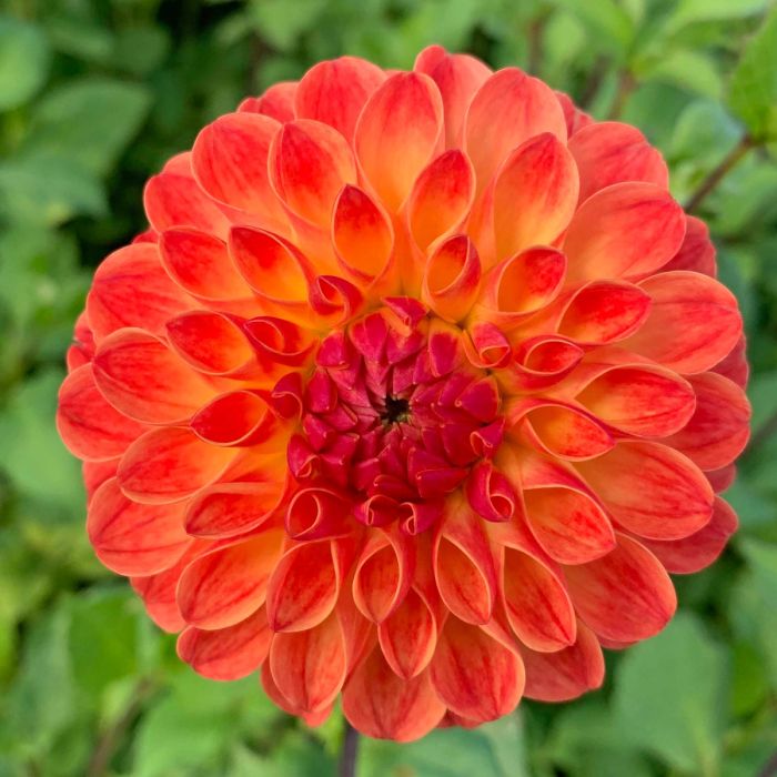 oranje dahlia