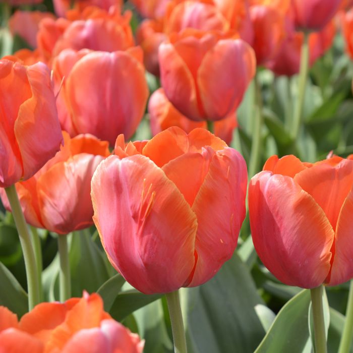 oranje tulpen