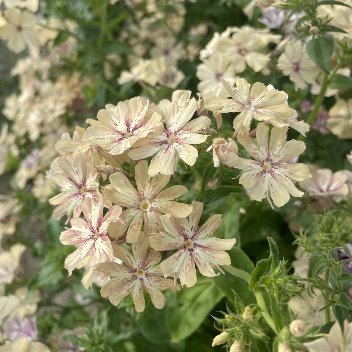 phlox