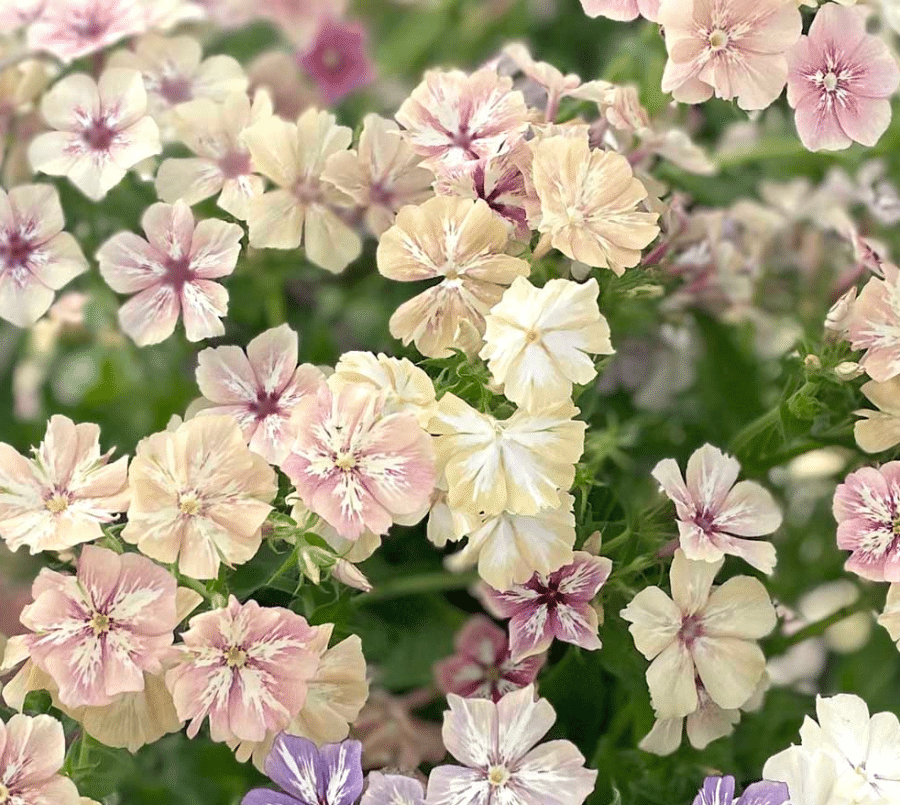 phlox