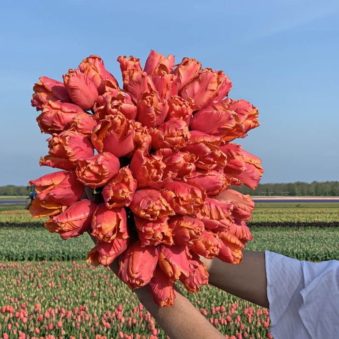 roze tulpen