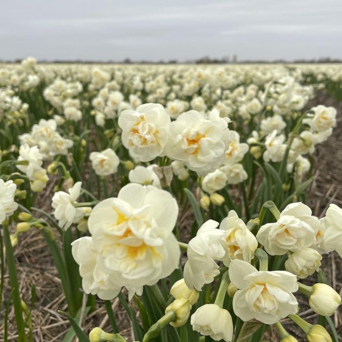 witte narcissen