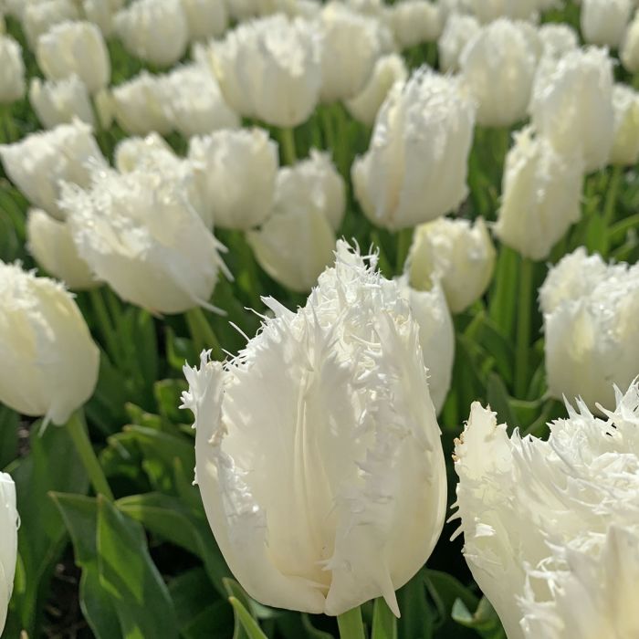 witte tulpen