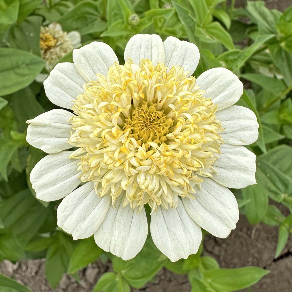 zinnia